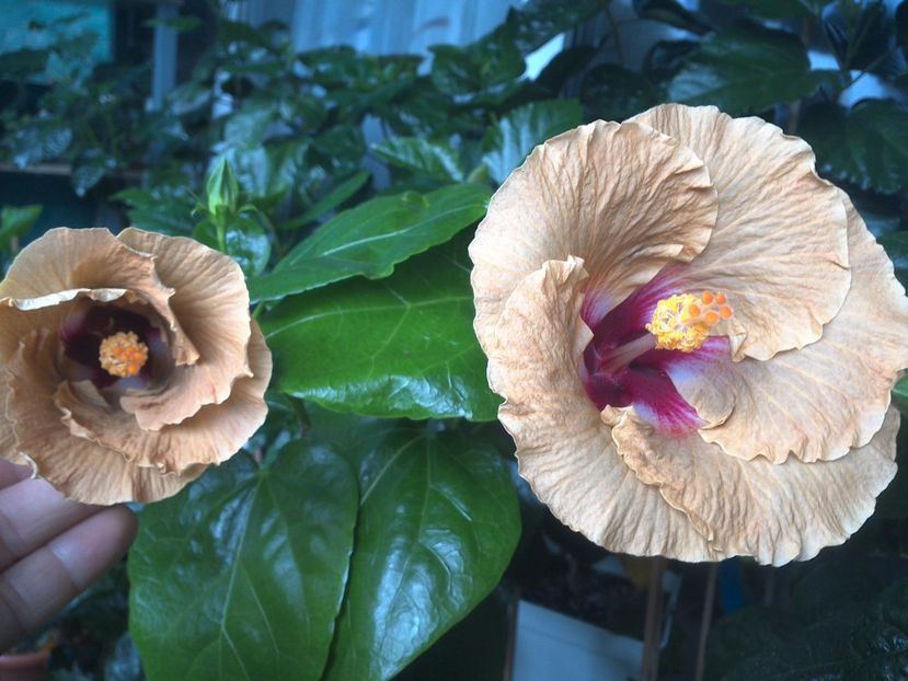 WIN_20170720_084025 - Tahitian Dusky Star