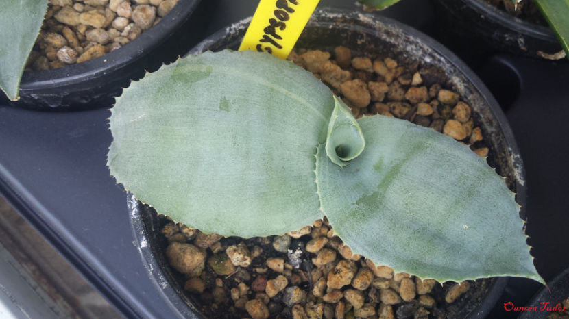 Agave Gypsophila Striata - Agave Gypsophila