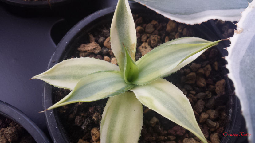 Agave Isthmensis Variegated - Agave Isthmensis