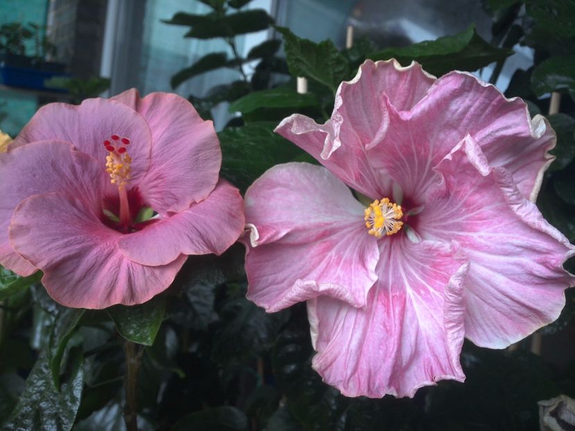 WIN_20170720_084237 - 03Hibiscus