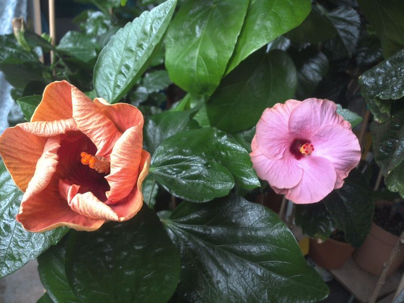 WIN_20170720_084305 - 03Hibiscus