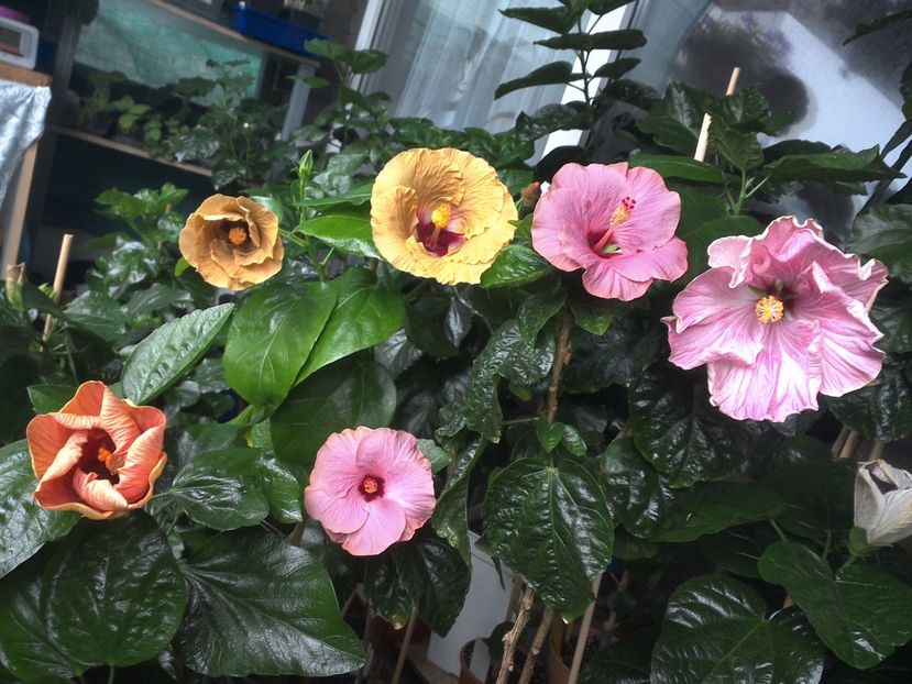 WIN_20170720_083844 - 03Hibiscus