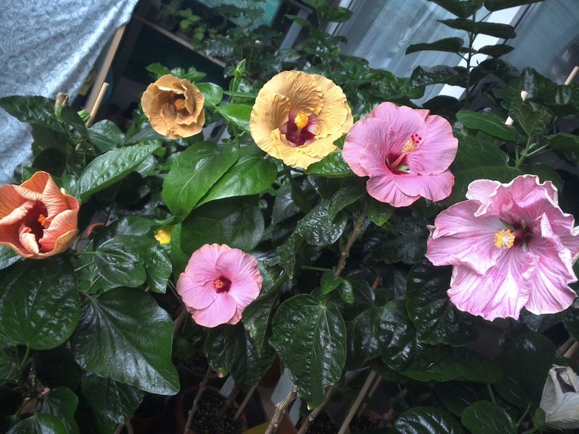 WIN_20170720_083855 - 03Hibiscus