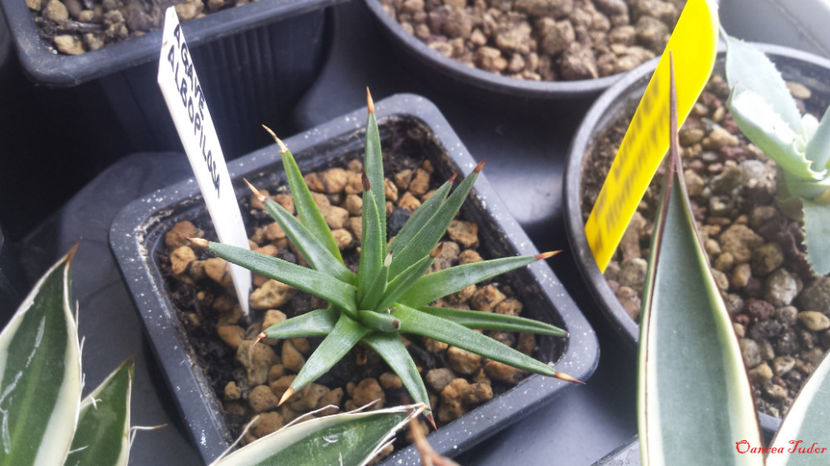 Agave Albopilosa - Agave Albopilosa