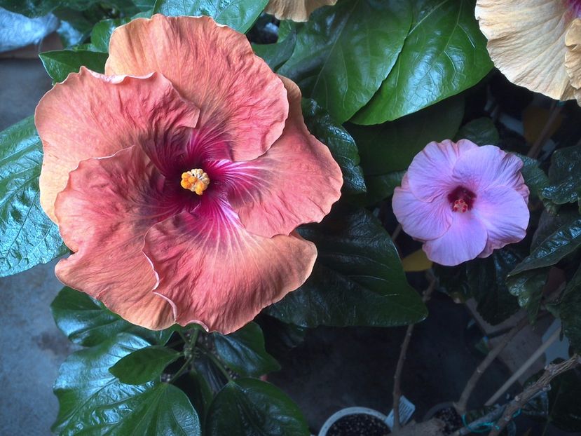 WIN_20170720_095413 - Tahitian Dark Congo