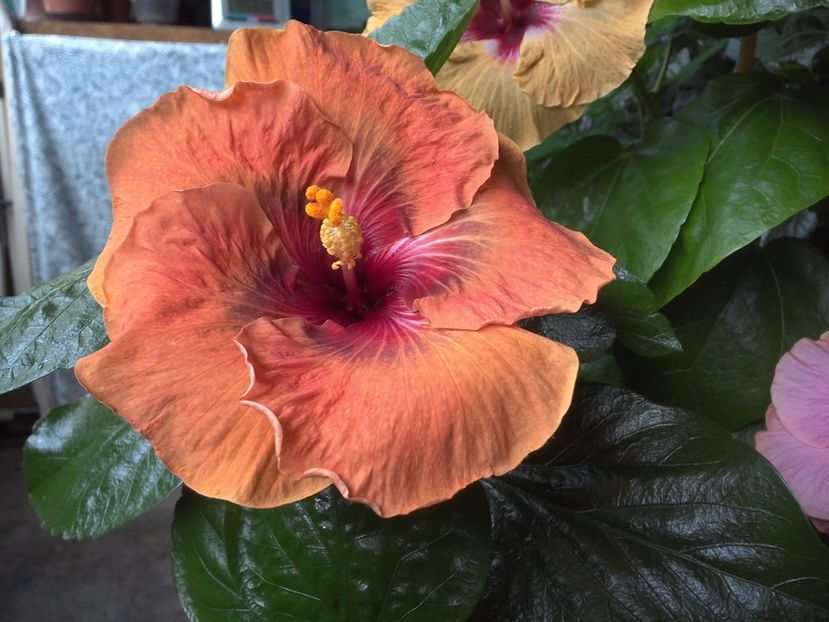 WIN_20170720_095419 - Tahitian Dark Congo