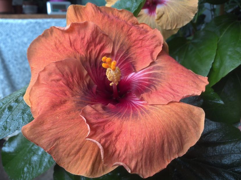 WIN_20170720_095445 - Tahitian Dark Congo