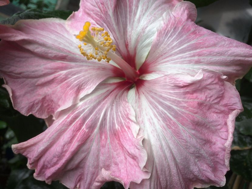 Tah. Lavender Extraordinary - 0Hibiscus in colectie infloriti