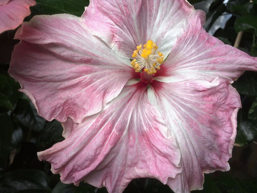 Tah. Lavender Extraordinary - 0Hibiscus in colectie infloriti
