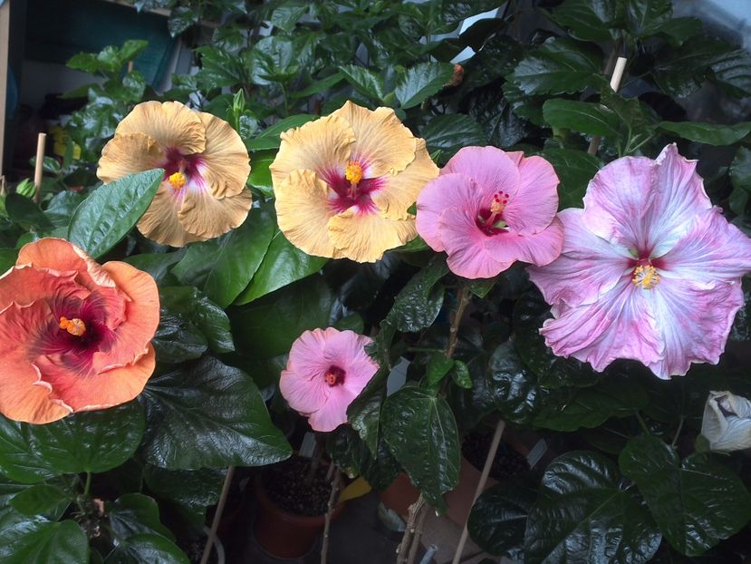 WIN_20170720_094301 - 03Hibiscus