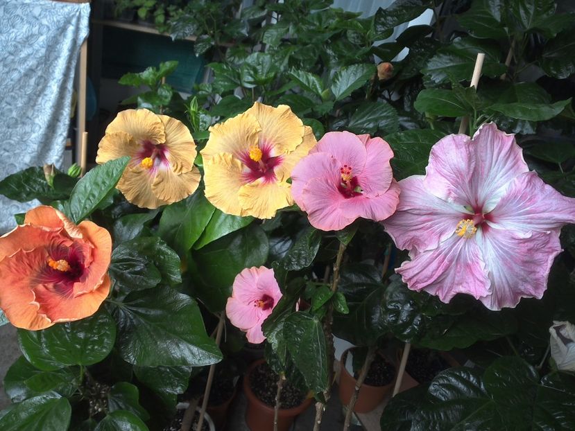 WIN_20170720_094311 - 03Hibiscus