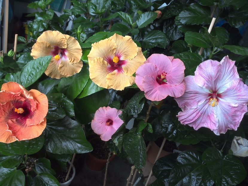 WIN_20170720_094421 - 03Hibiscus