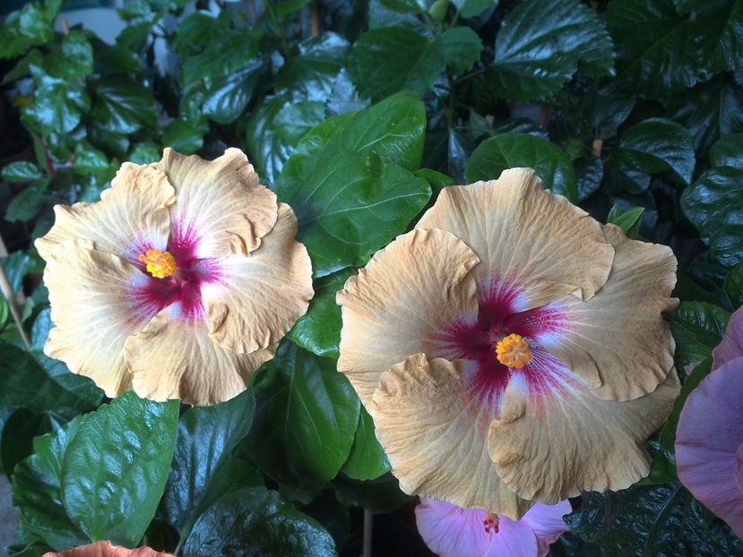 WIN_20170720_101108 - Tahitian Dusky Star