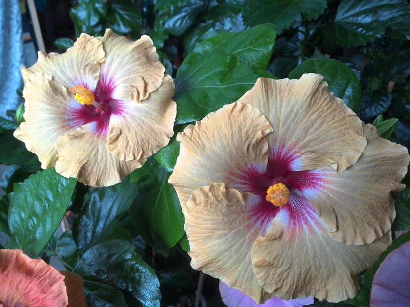 WIN_20170720_101113 - Tahitian Dusky Star