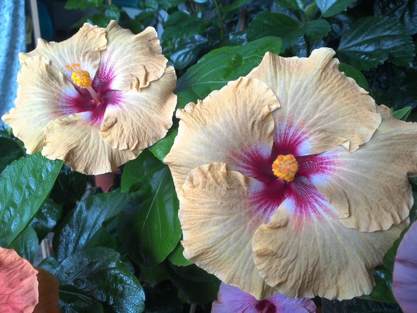 WIN_20170720_101116 - Tahitian Dusky Star