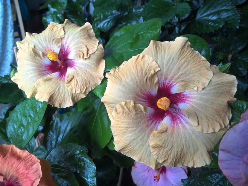 WIN_20170720_101125 - Tahitian Dusky Star