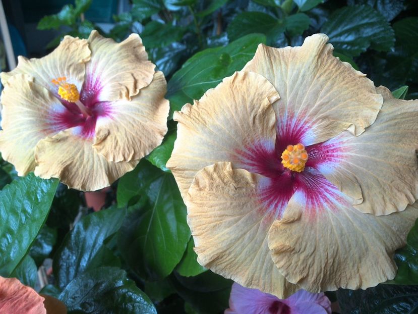 WIN_20170720_101131 - Tahitian Dusky Star