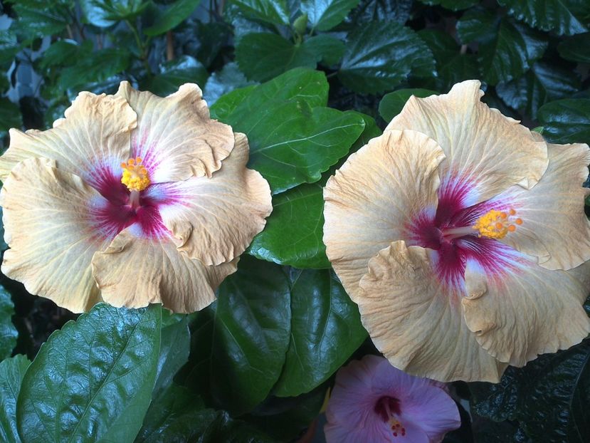 WIN_20170720_101137 - Tahitian Dusky Star