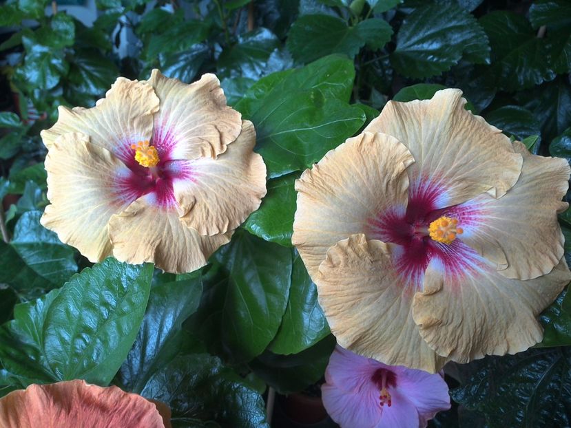 WIN_20170720_101142 - Tahitian Dusky Star