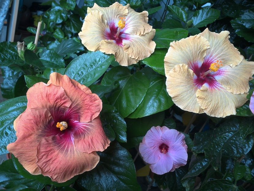 WIN_20170720_101230 - 03Hibiscus