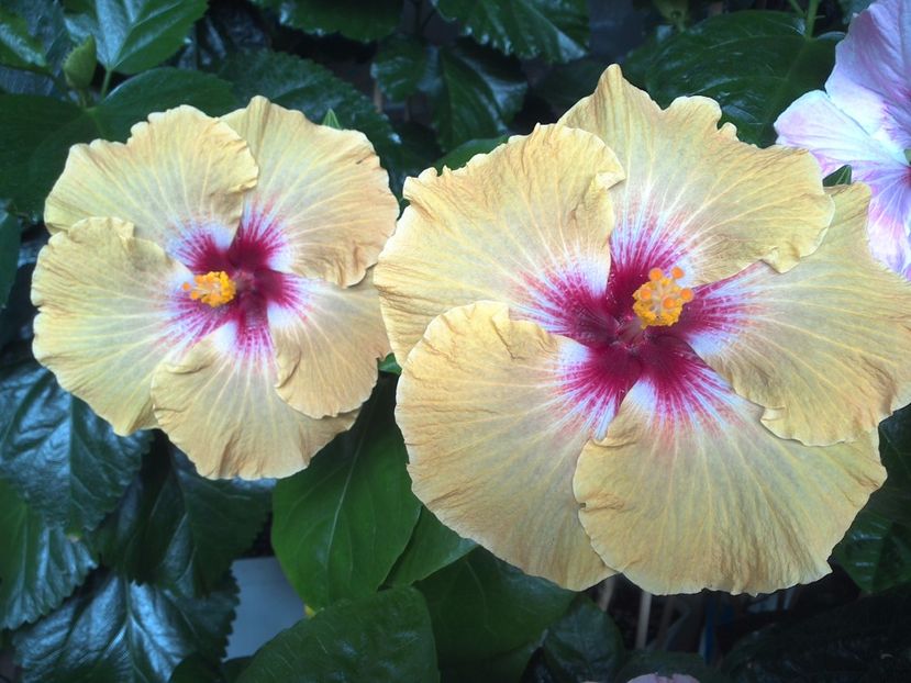 WIN_20170720_112028 - Tahitian Dusky Star