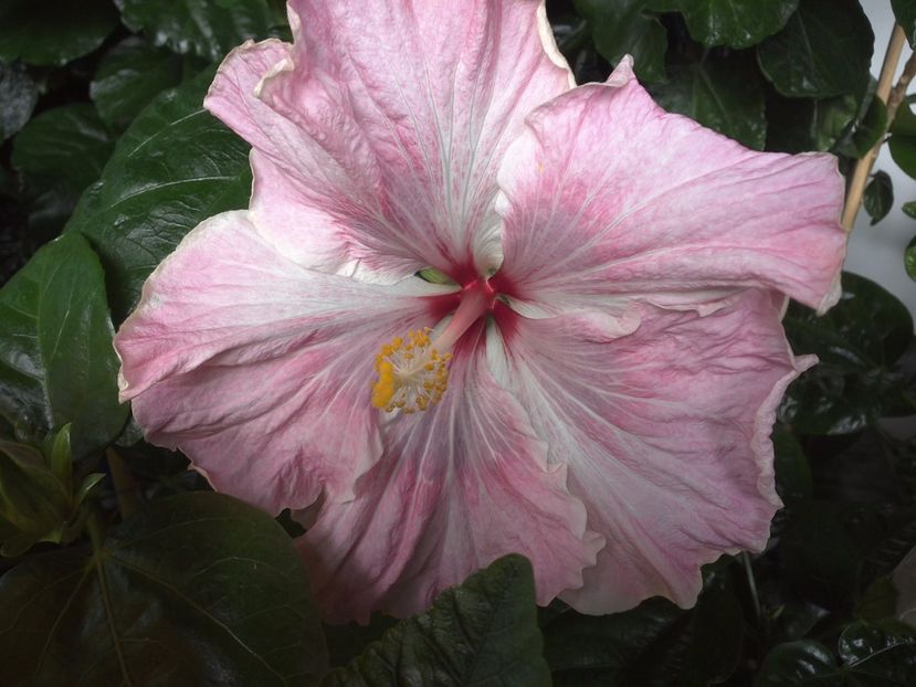 WIN_20170720_112004 - 0Hibiscus in colectie infloriti