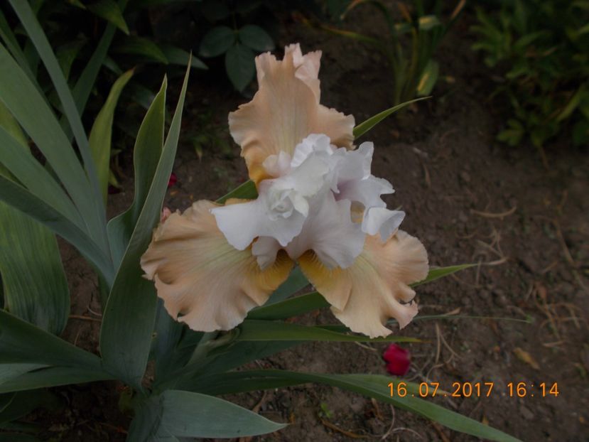 apricot frosty - IRISI BARBATA ELATIOR SI INTERMEDIA  2017