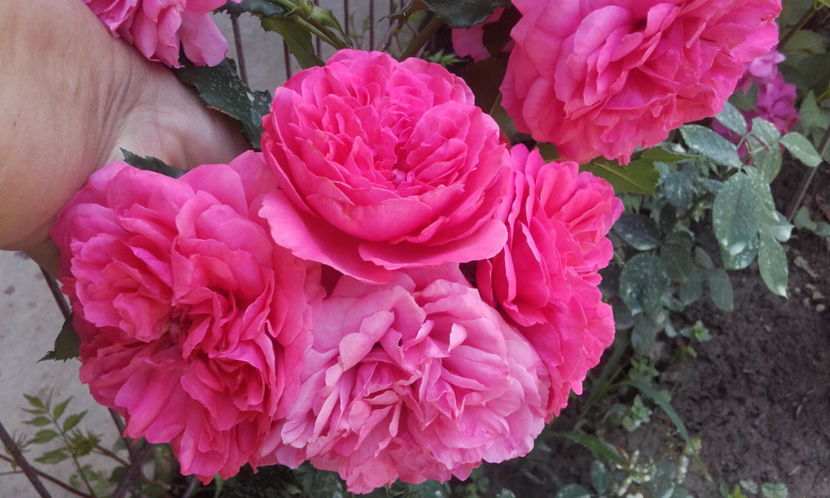  - UETERSEN ROSARIUM urcator 2