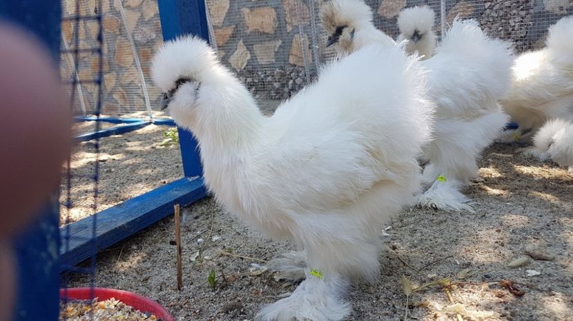 matase japoneza - GAINI