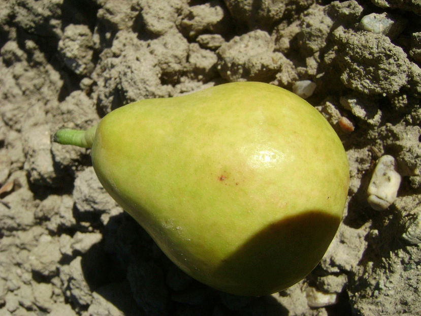 Para cu miez rosu De Grozesti - Para cu miez rosu De Grozesti