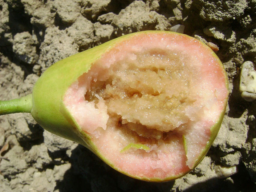  - Para cu miez rosu De Grozesti