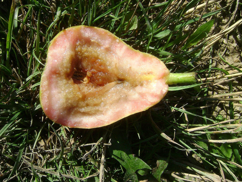 Para cu miez rosu De Grozesti 2 - Para cu miez rosu De Grozesti