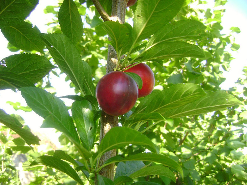 Prun columnar - Prun columnar