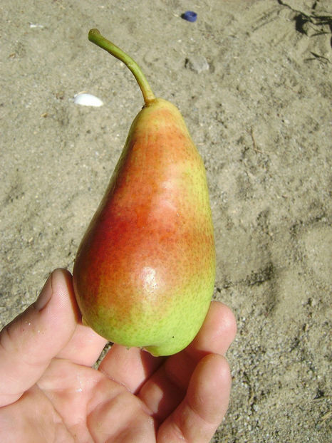 Pară Timpurii de Dâmboviţa 1 - Par Timpuriu de Dâmboviţa