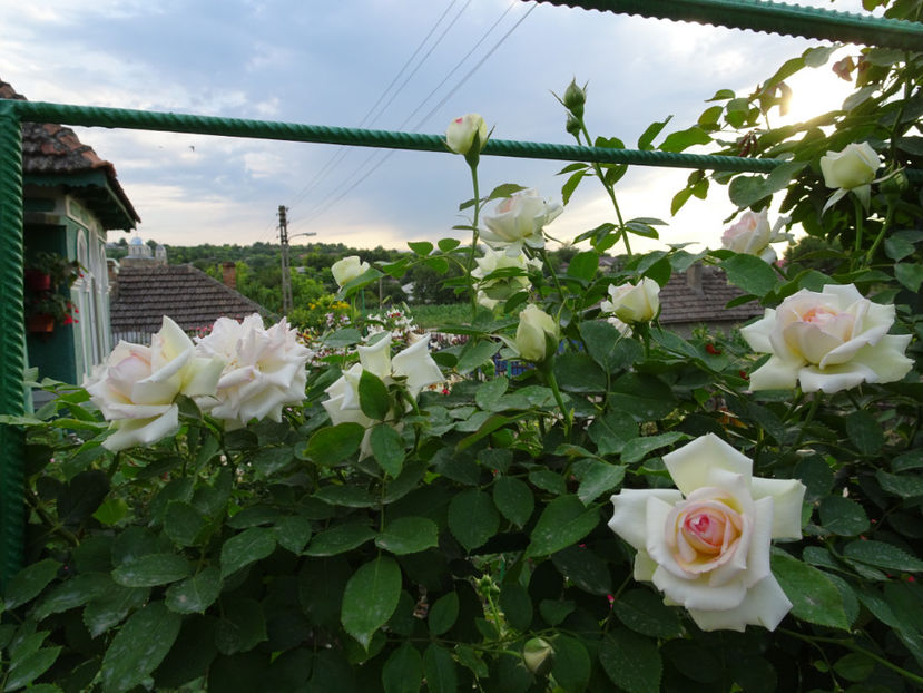 Palais Royale 15 iulie - URCATORI LA A DOUA INFLORIRE SI DUPA