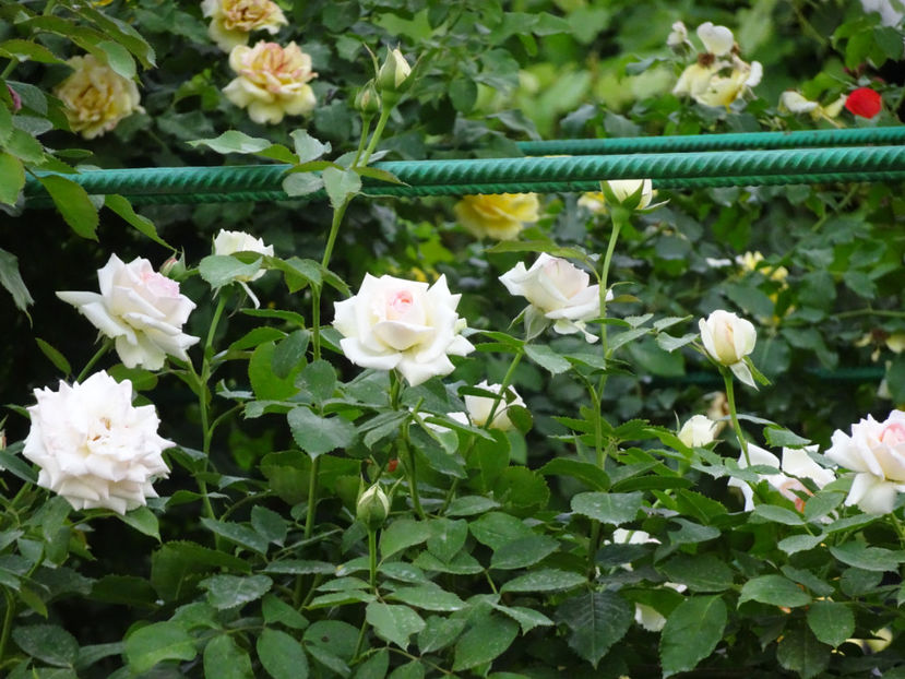 Palais Royale 15 iulie - URCATORI LA A DOUA INFLORIRE SI DUPA