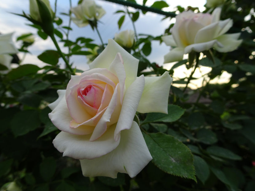 Palais Royale 15 iulie - URCATORI LA A DOUA INFLORIRE SI DUPA