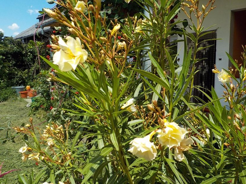  - luteum plenum nr 20