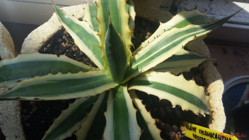 Agave Xylonacantha Frostbite - Agave Xylonacantha