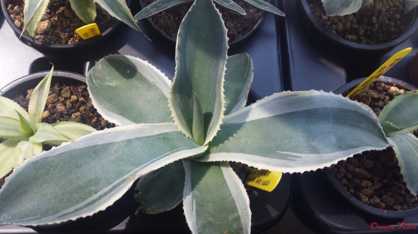 Agave Gypsophila Ivory Curls - Agave Gypsophila