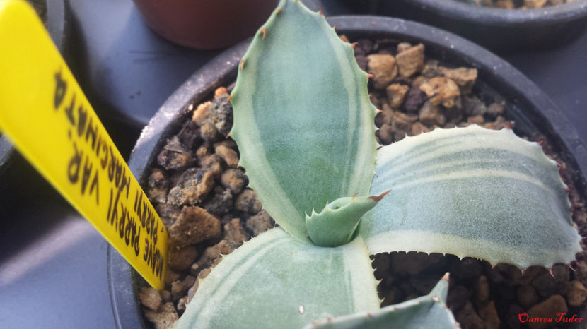 Agave Parryi var. Parryi Marginata - Agave Parryi