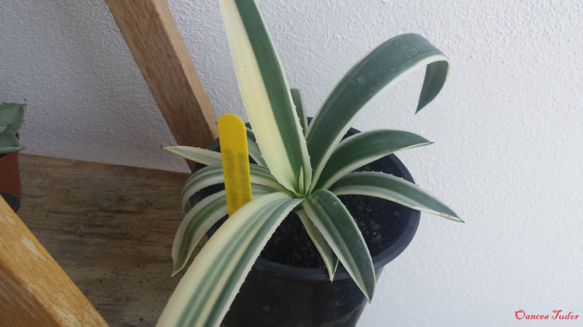 Agave angustifolia special variegated - Agave angustifolia