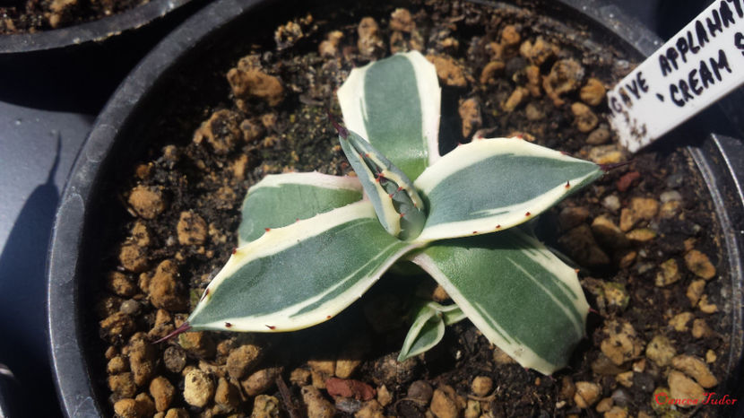 Agave Applanata Cream Spike - Agave Applanata