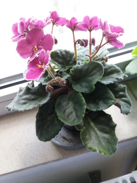  - Violete disponibile