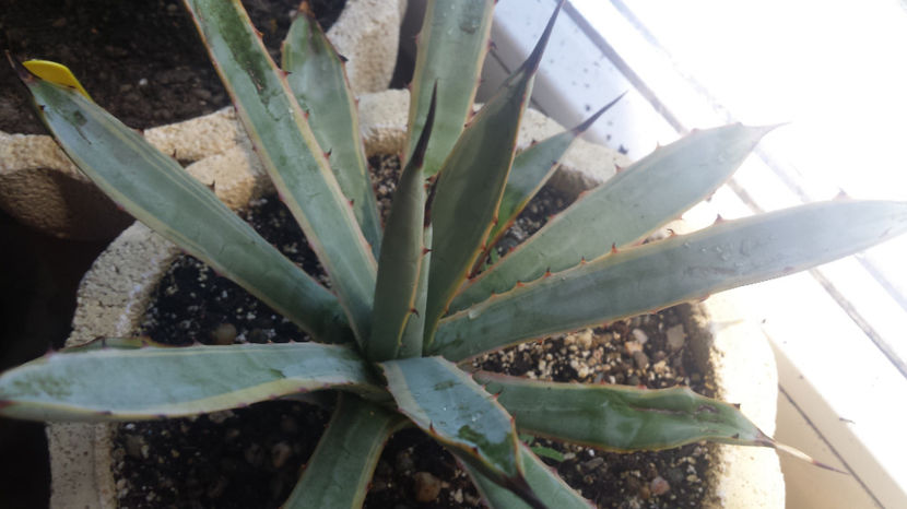 Agave Macroacantha Blue Ribbon - Agave Macroacantha