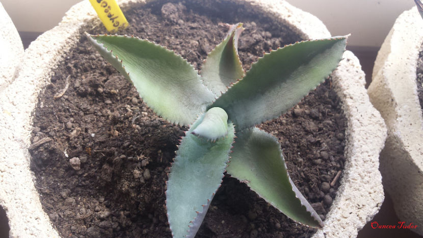 Agave Gypsophylla - Agave Gypsophila