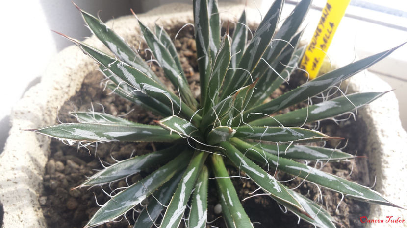 Agave toumeyana var. bella - Agave Toumeyana