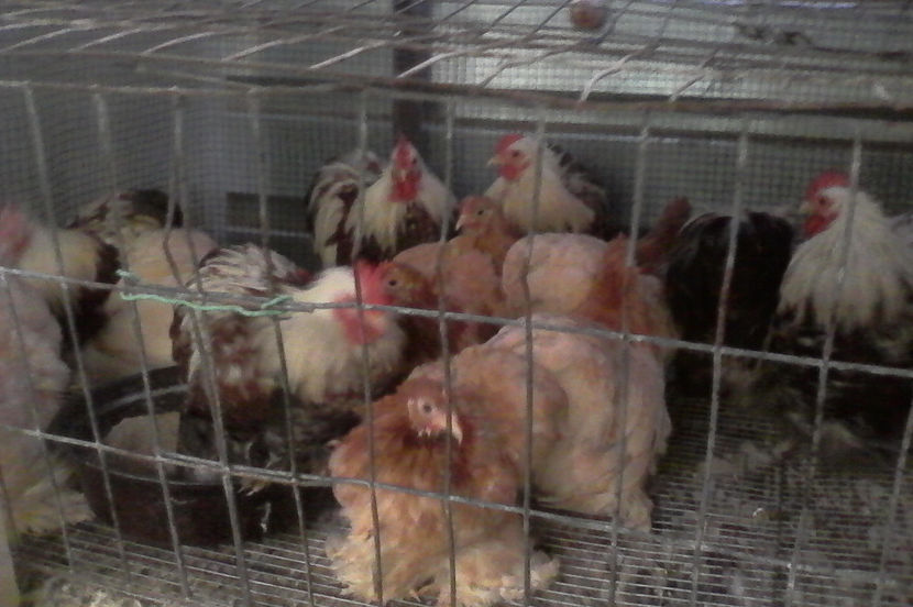  - Cochinchina pitic 2017