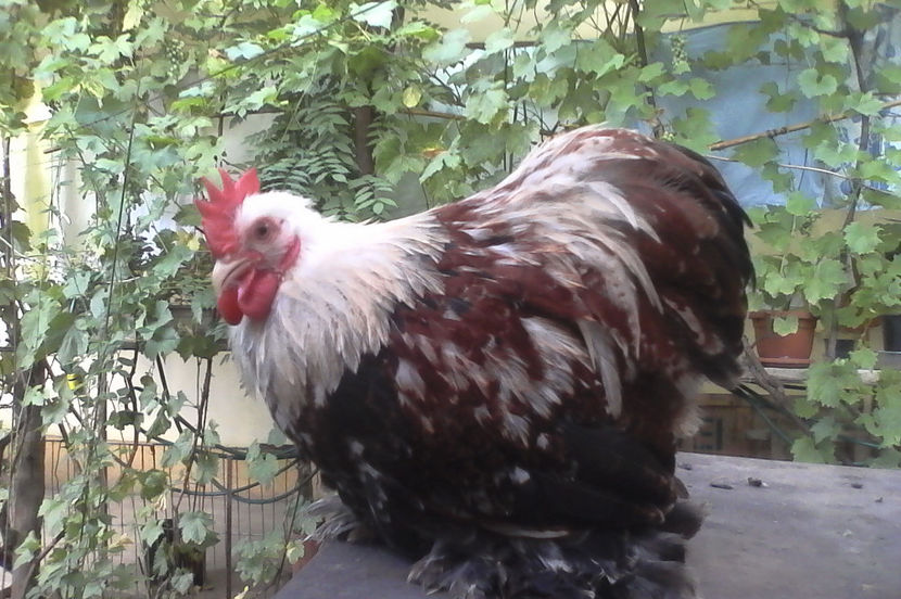 Cocos 2 - 80 lei vandut - Cochinchina pitic 2017