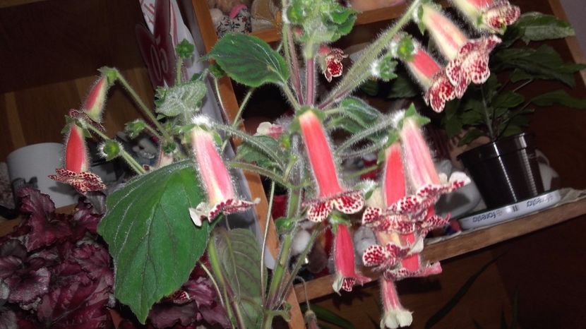 20170715_123737[1] - la kohlerii